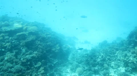 Fish among corals under water in Red Sea Stock Footage