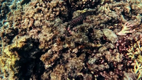 Fish among the marine corals Stock Footage 336496269