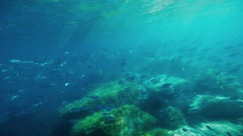 Fish Among The Rocks in the ocean Stock Footage 201098936