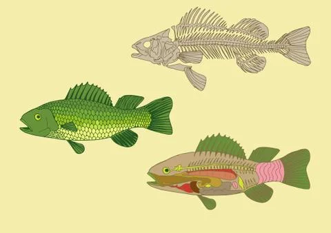 Fish anatomy Stock Illustration