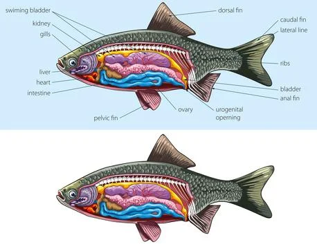 Fish - anatomy Stock Illustration