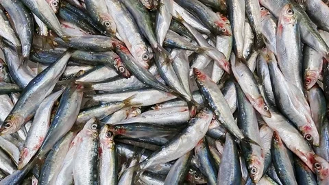 Fish anchovies, raw on ice in bulk Stock Footage