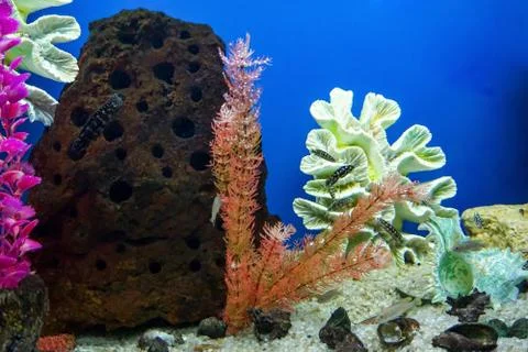 Fish and algae in the aquarium Stock Photos