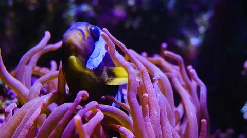 Fish and anemone Stock Footage 143353160