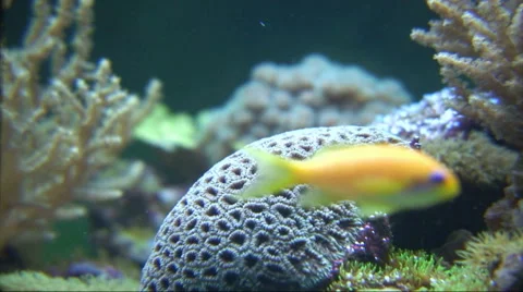 Fish and anemones. Video stock 44558244