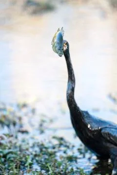 Fish and Anhinga Stock Photos
