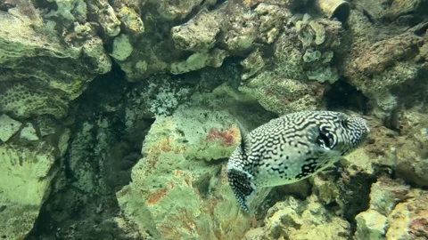 Fish and aquarium Stock Footage 274237469