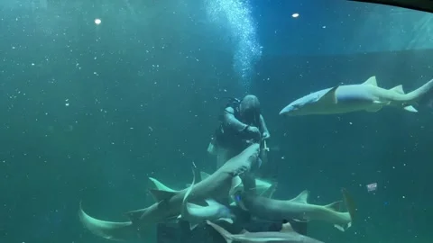 Fish and aquarium Stock Footage 274237470