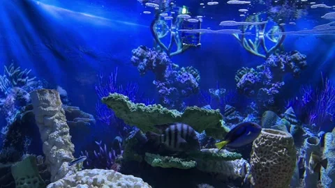 Fish and aquarium Stock Footage 274237471