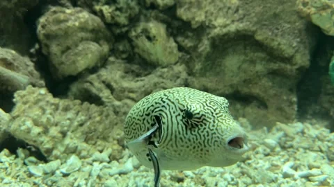 Fish and aquarium Stock Footage 274237473