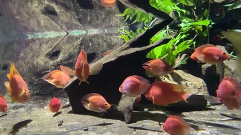 Fish and aquarium Stock Footage 274237480