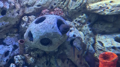 Fish and aquarium Stock Footage 274237481