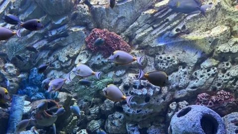 Fish and aquarium Stock Footage 274237486