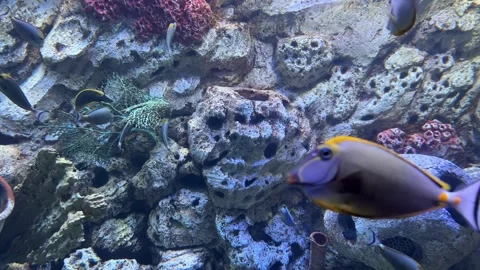 Fish and aquarium Stock Footage 274237487