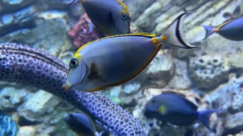 Fish and aquarium Stock Footage 274237489