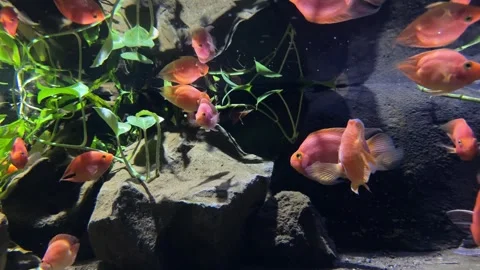 Fish and aquarium Stock Footage 274237490