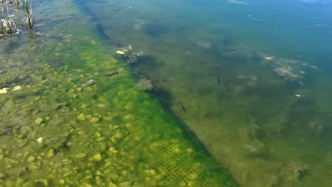 Fish and aquatic plants in the lake of Parc Central, Santa Perpetua, 4K 動画素材 332494561