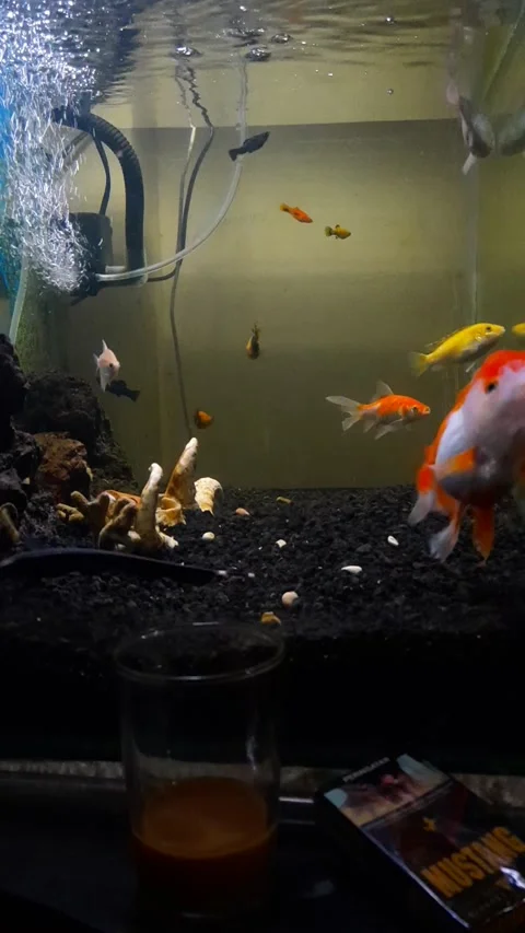 Fish and cofe Stock Footage 220792268