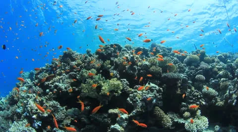 Fish and Coral Video stock 23226502