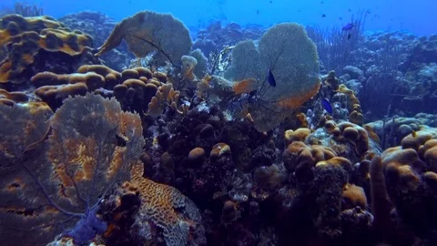 Fish and coral Stock Footage 77629760