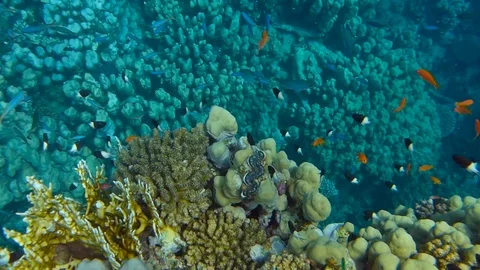 Fish and coral Stock-Footage 90259350