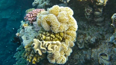 Fish and coral Vídeo Stock 90284709