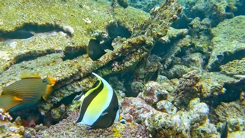 Fish and coral Stock-Footage 90667941