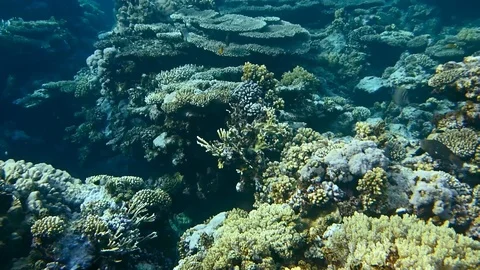 Fish and coral Stock-Footage 119538571
