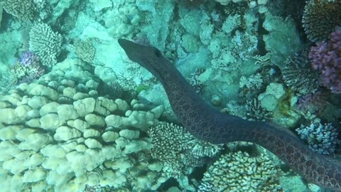 Fish and coral Vídeo Stock 139312189