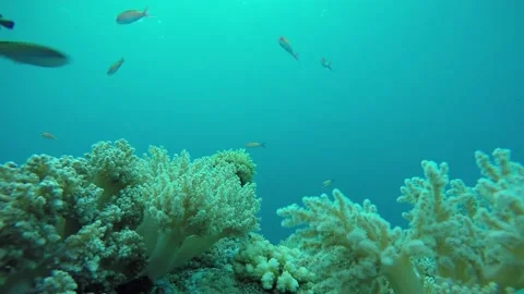Fish and Coral Stock Footage 146318485