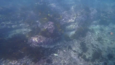 Fish and coral Stock Footage 308171568