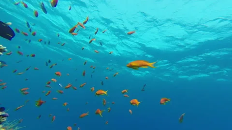 Fish And Coral Reef Background 2 動画素材 45148206