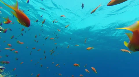 Fish And Coral Reef Background 動画素材 45154556