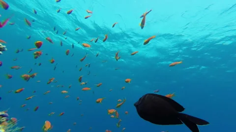 Fish And Coral Reef Background 3 Stock Footage 45154558