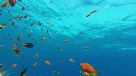 Fish And Coral Reef Background 4 Stock Footage 45154577