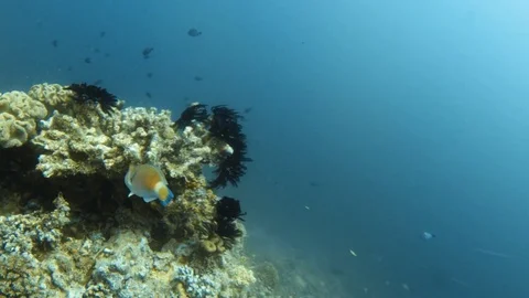 Fish and coral reef Stock Footage 79551855