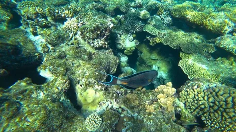 Fish and coral reef Video stock 82996785