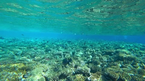 Fish and coral reef Stock-Footage 82996905