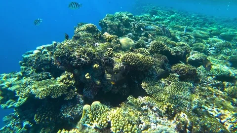 Fish and coral reef Video stock 82997092