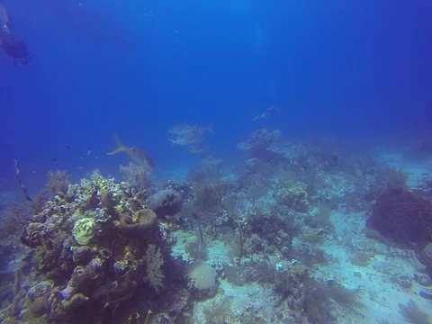 Fish and Coral Reef Stock Footage 101451245