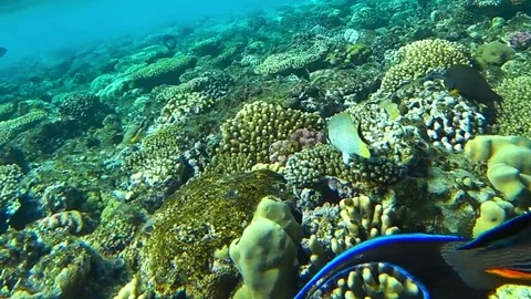 Fish and coral reef in the red sea Stock-Footage 83209596