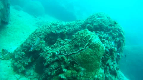Fish and coral reef in the sea Stock-Footage 246786809