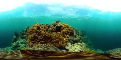 Fish and coral reef. Under the sea, marine life. Stock Footage 258314509