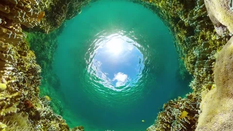 Fish and coral reef. Under the sea, marine life. Stock Footage 314844752