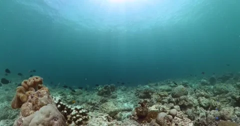 Fish and coral reefs under the sea life. Stock Footage 266405619