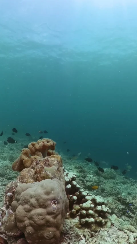 Fish and coral reefs under the sea life. Stock Footage 267045863