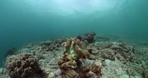 Fish and coral reefs under the sea life. Stock Footage 318812632