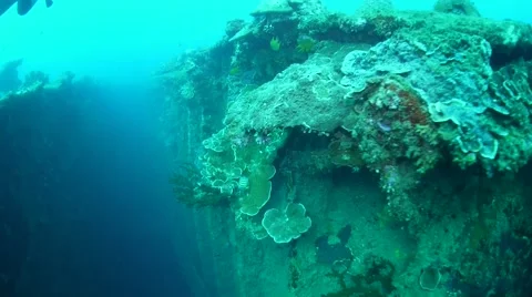 Fish and Corals Stock Footage 40731659