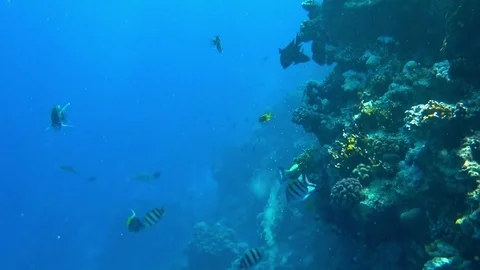 Fish and corals Stock Footage 83805055