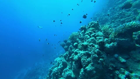Fish and corals Stock Footage 83806637